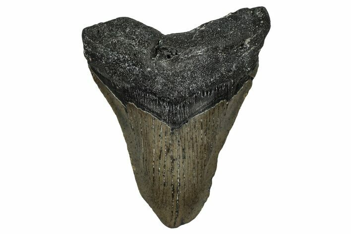 Fossil Megalodon Tooth - North Carolina #338569